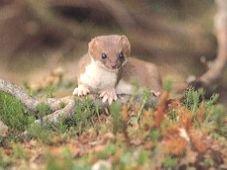 �I�R�W���Ė�