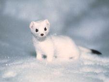 �I�R�W���~��